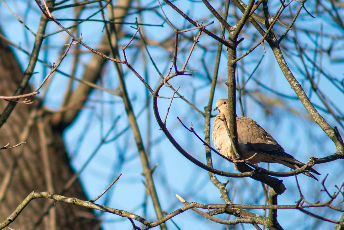 Christmas Bird Count