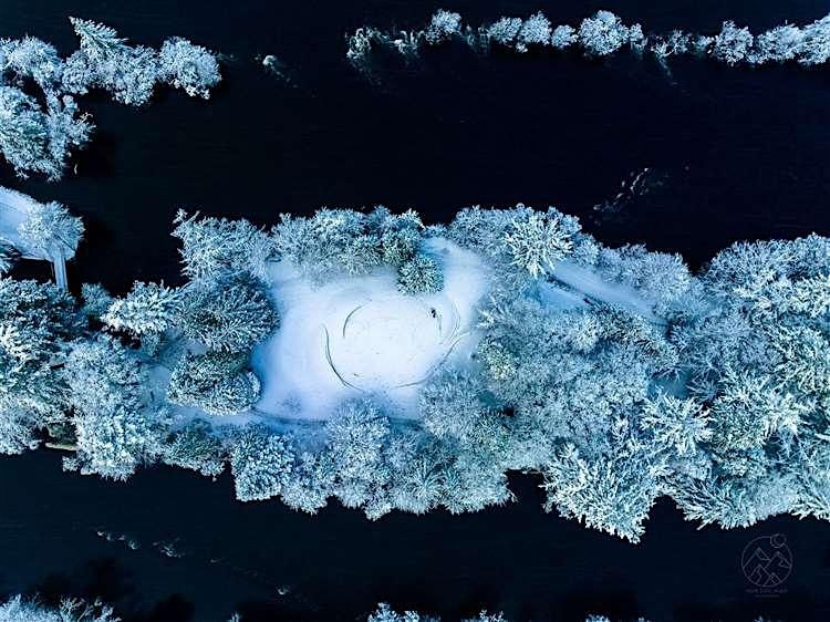 Winter Tree ID & Tall Tree Tales