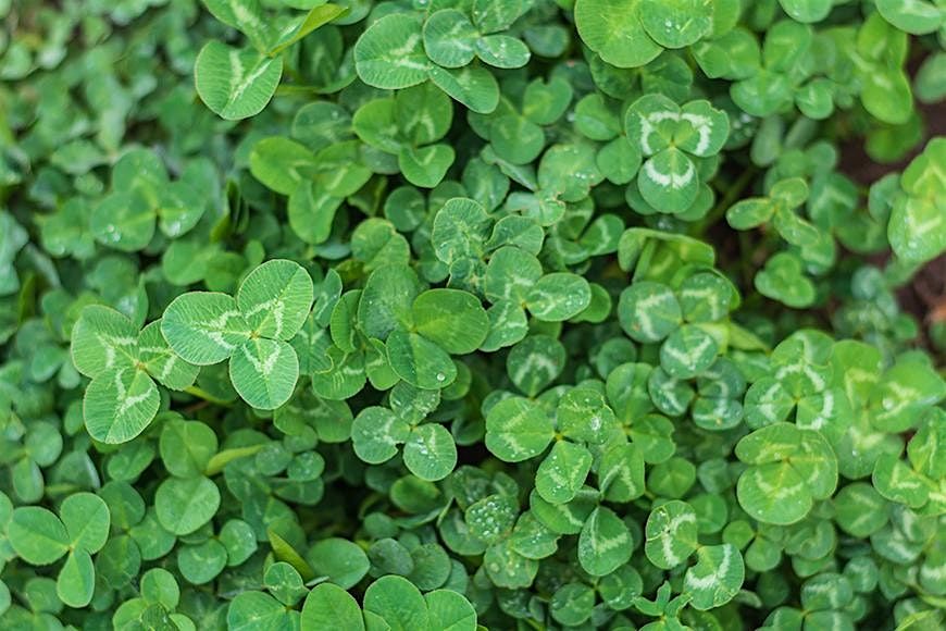 Cover Crops for Soil Benefit