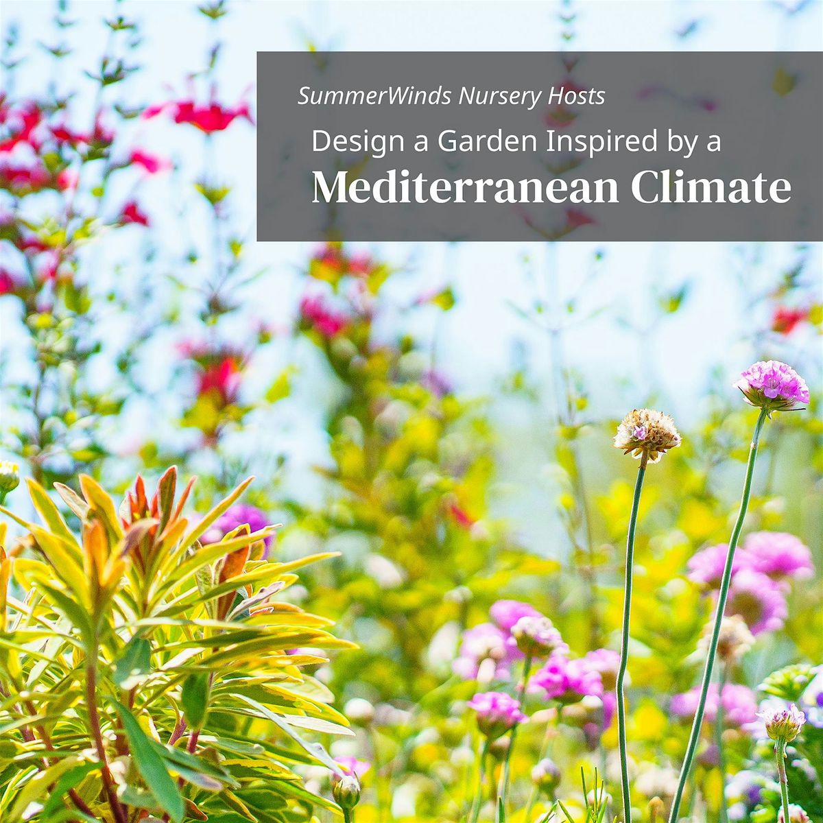 Design a Garden Inspired by a Mediterranean Climate - Novato