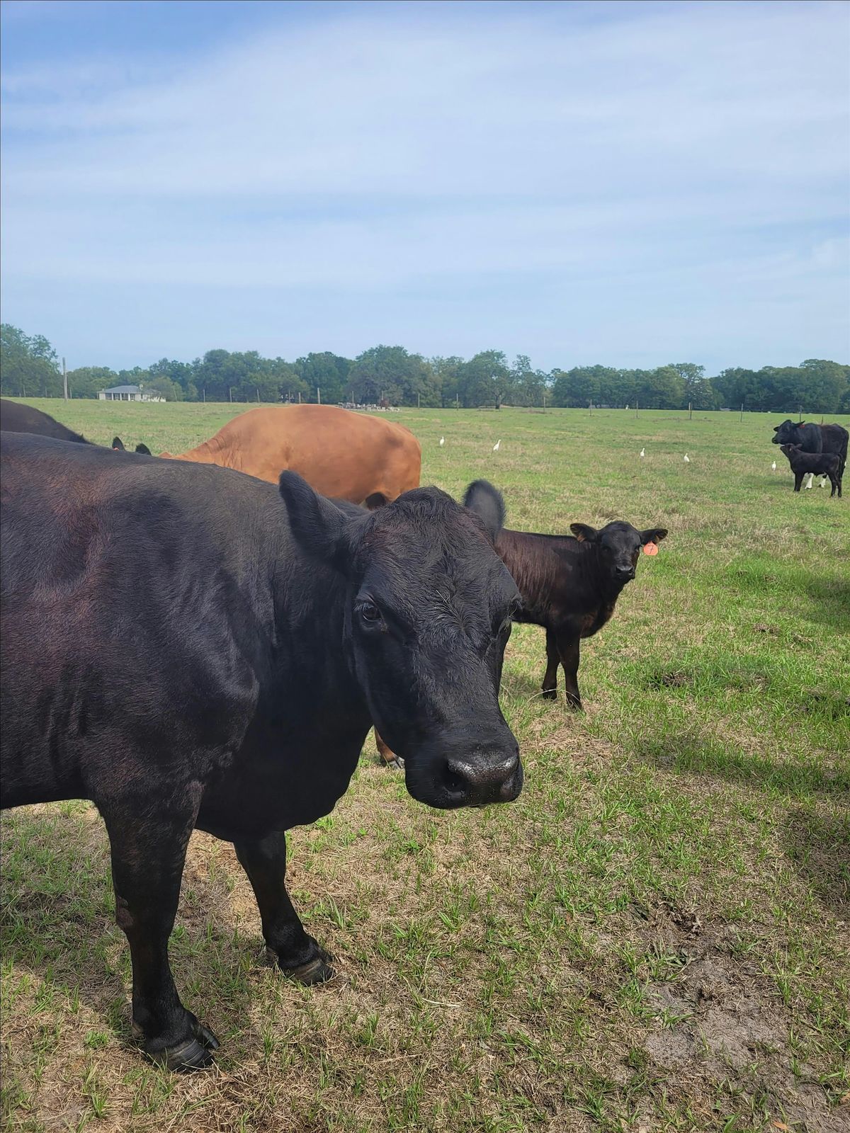 FREE: Beef Quality Assurance Certification!