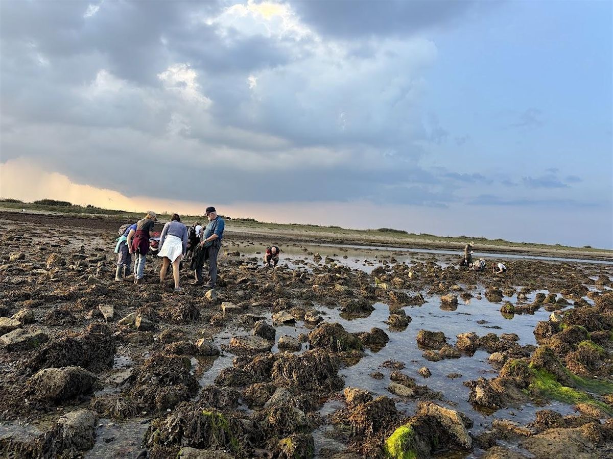 Intertidal Survey - Keyhaven