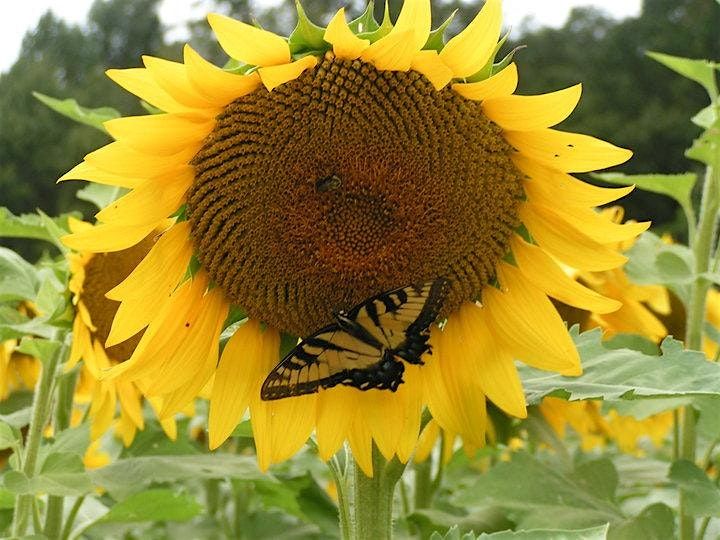 Meet with a Xerces Ambassador!