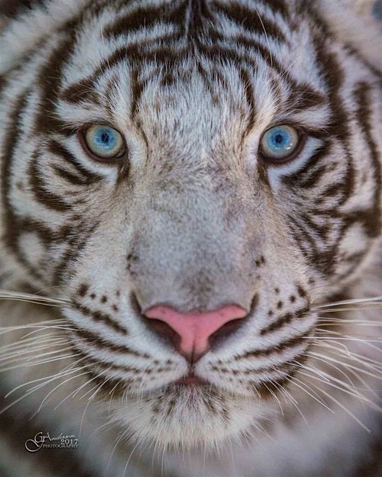 The Tiger Streak Event