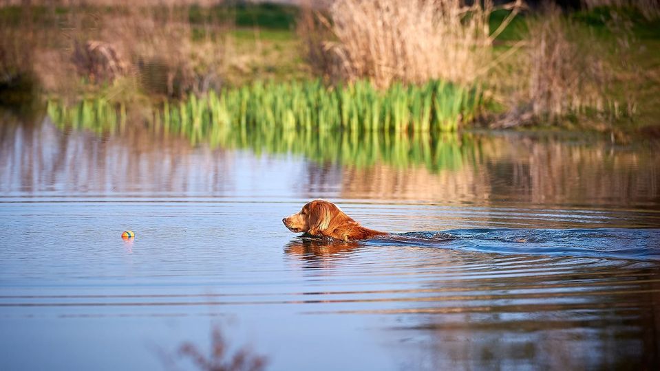 Nova Scotia Duck Tolling Retriever National Specialty 2022