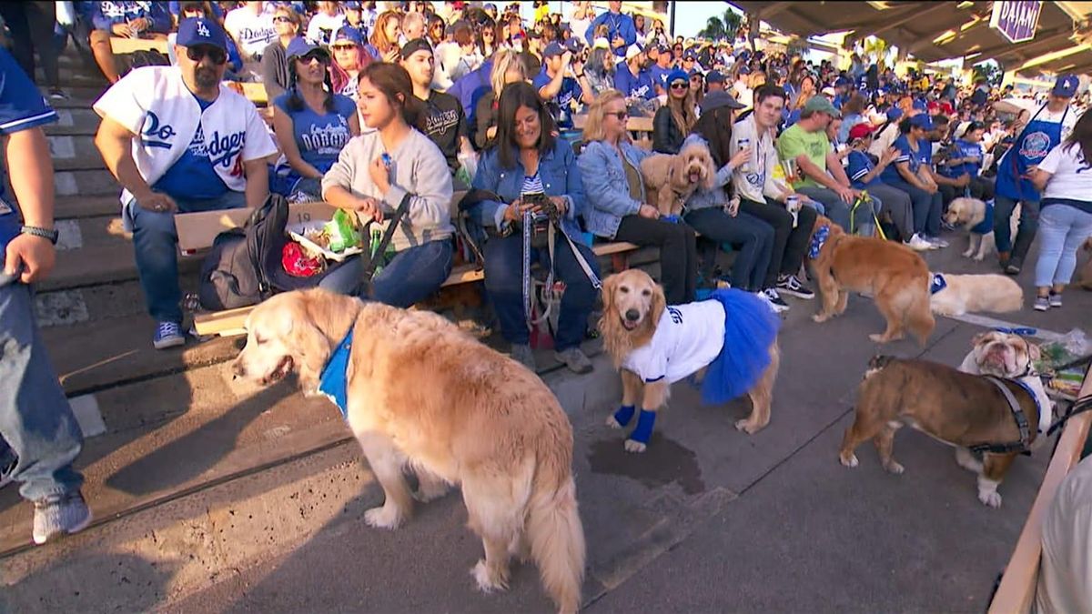 Dodger Pups, Gather Around!! (Let's Cheer on Dodgers @ a Pub!!)