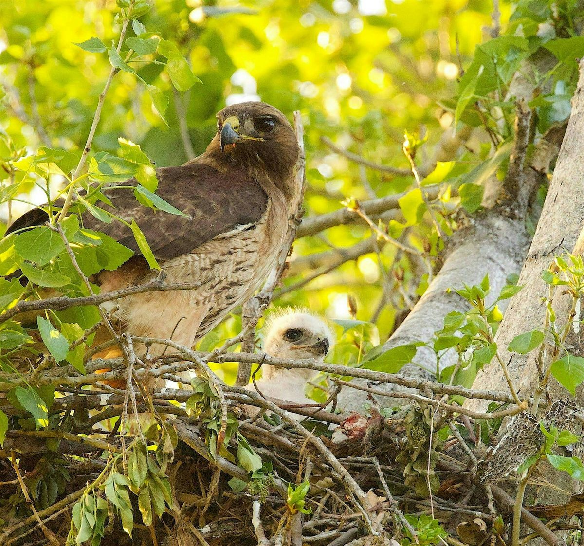 Bird Photography Walk @ Irvine Regional Park