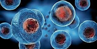X Cells: The Superior Stem Cells