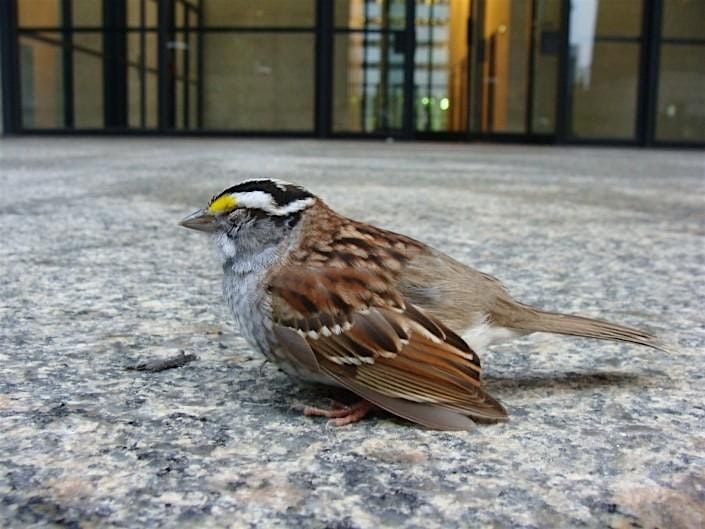 Let's Make Toronto More Bird-Friendly