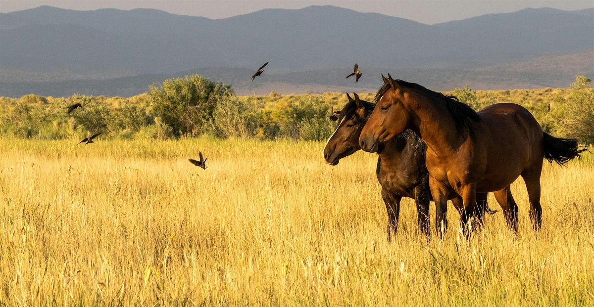 Eastern Sierra Wild Horses Open House: Film, Photos & Expert Talks