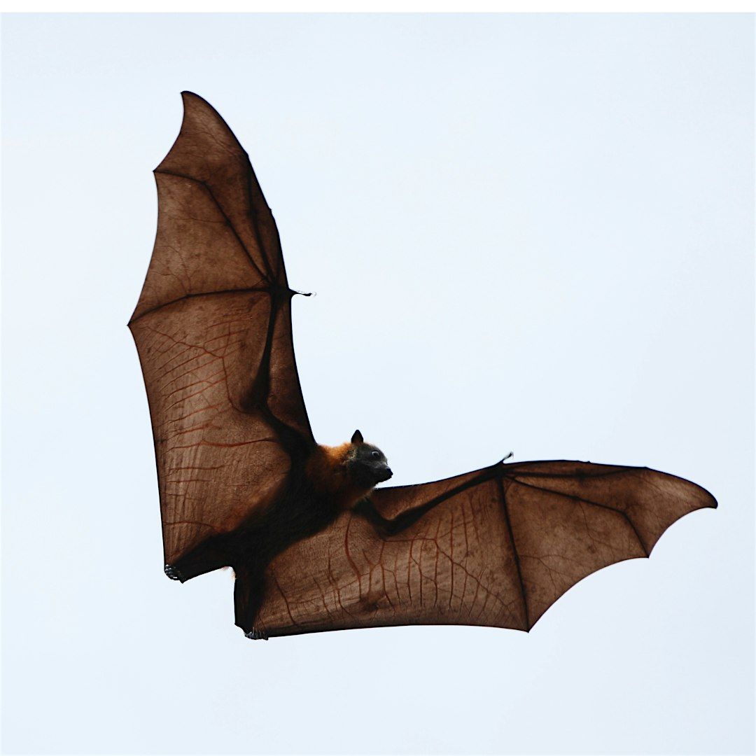 Living with Bats