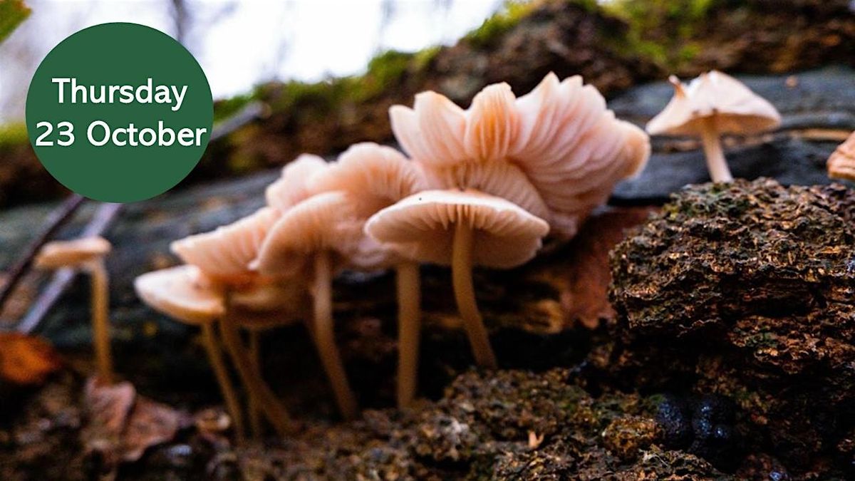 Mushroom Meander