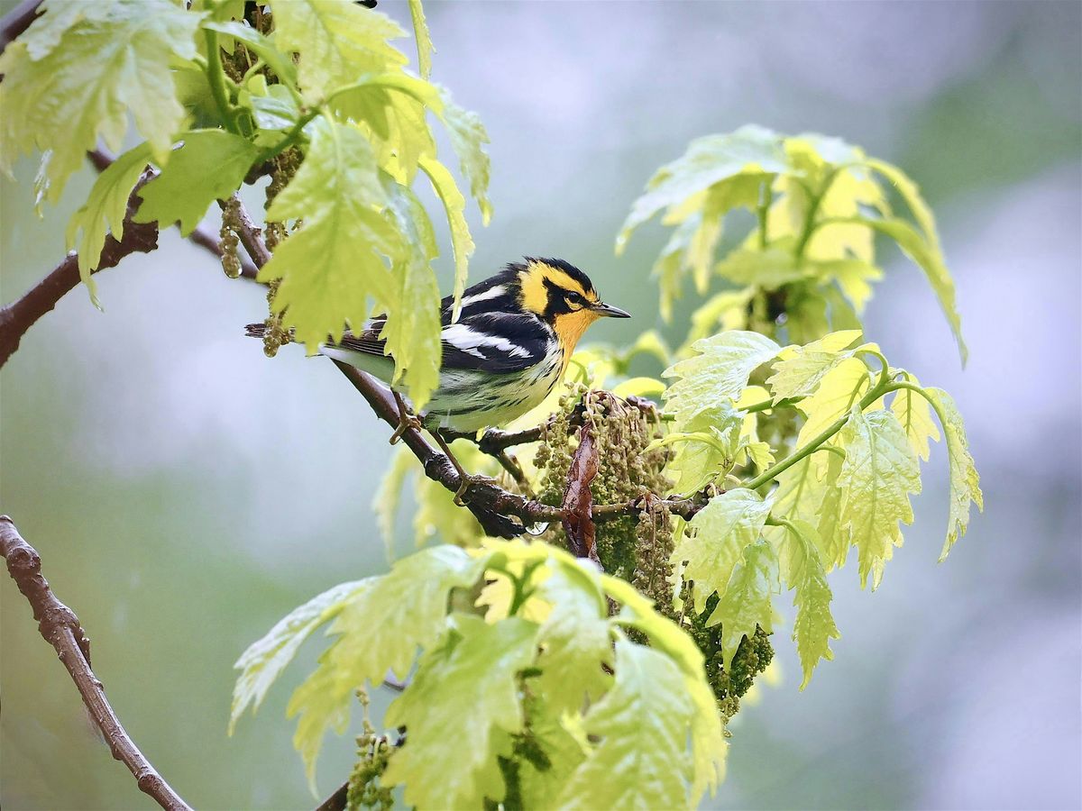 Tuesday Evening Spring Migration Bird Walk Series