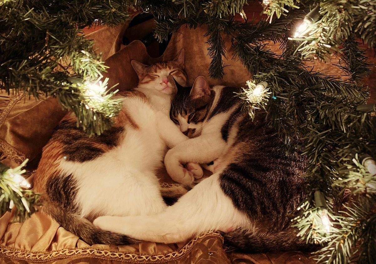 Sacred Sound Bath Journey with Kathryn Watterson to benefit Ferndale Cats