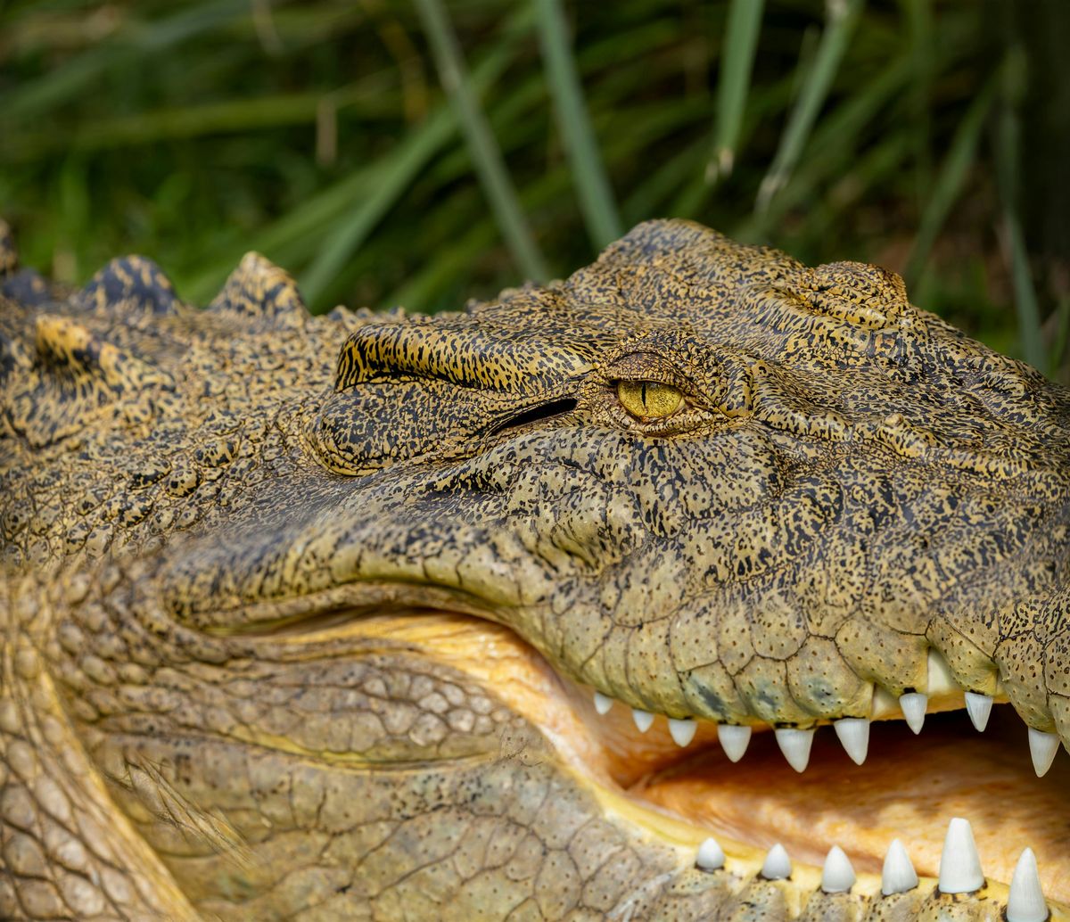 The Explainer Series: Crocodiles