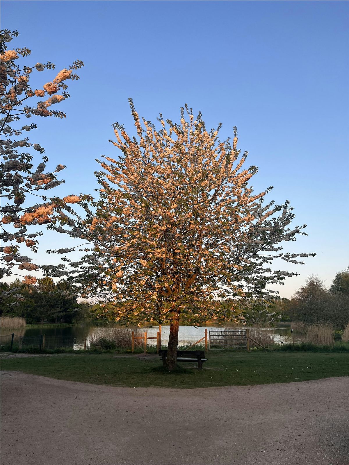 Ruddy Joyful Walk December