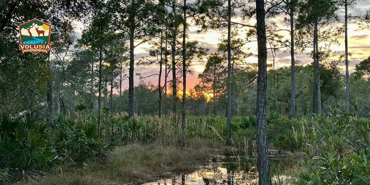 Pine Flatwoods Hike