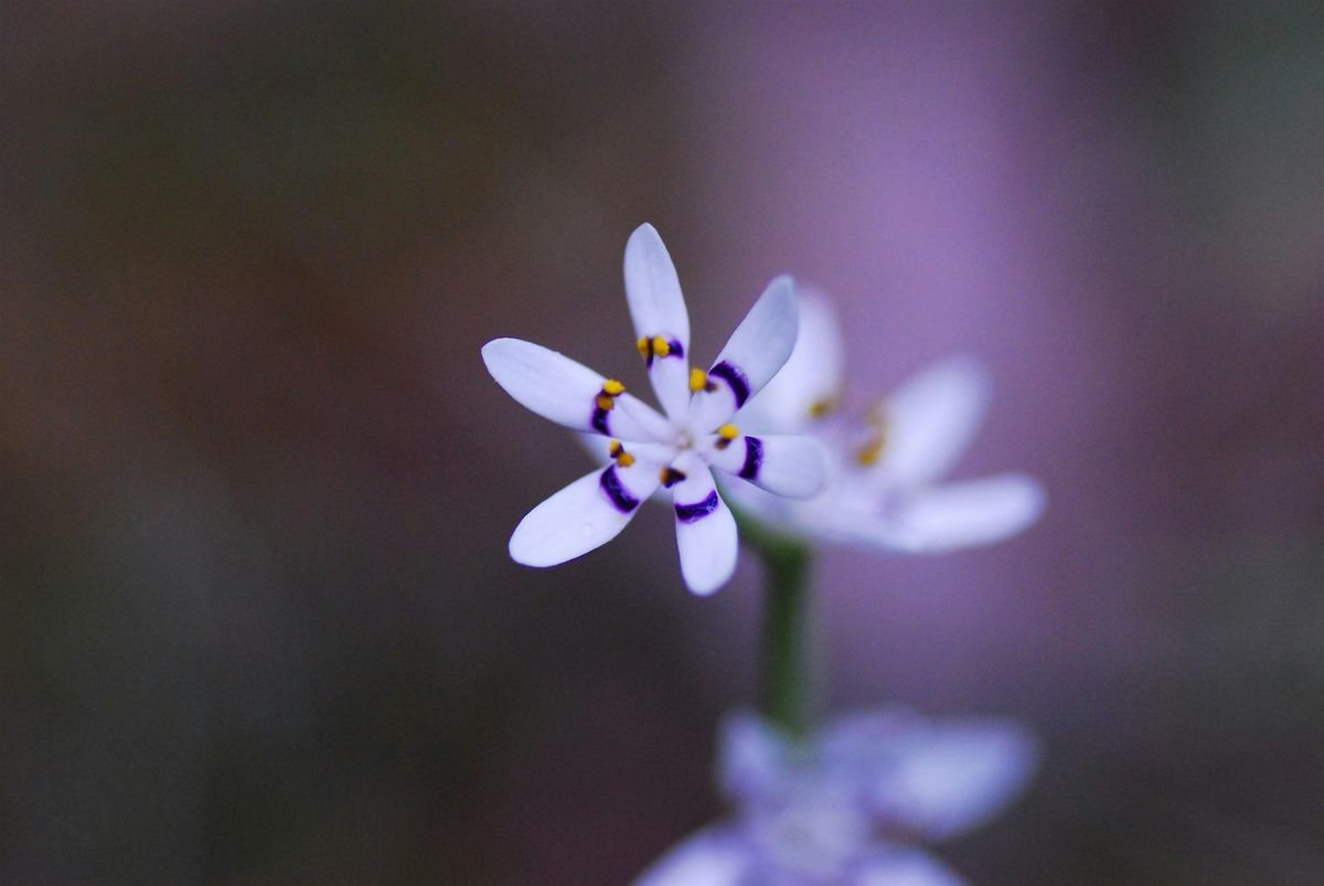 Hidden in Plain Sight: The wildflowers of our roadsides