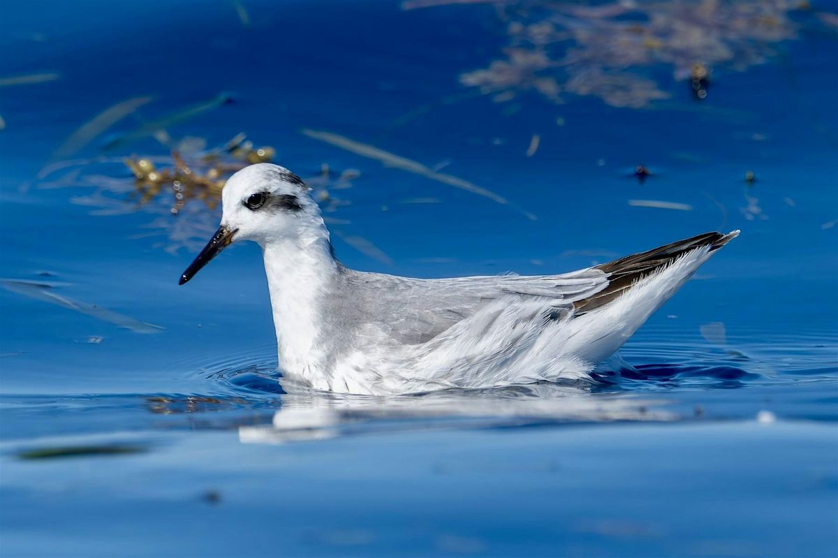 Palm Beach Pelagics 11\/16\/2025