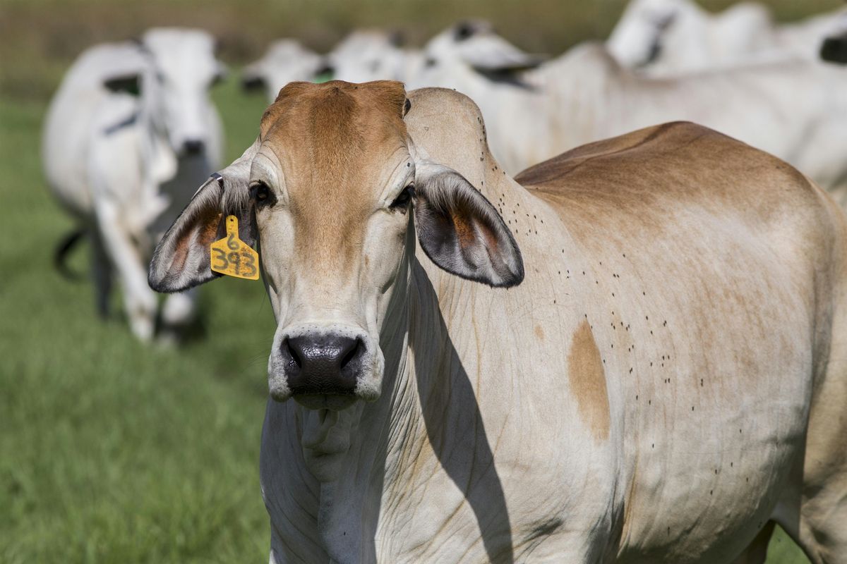 North Florida Beef Reproduction Workshop