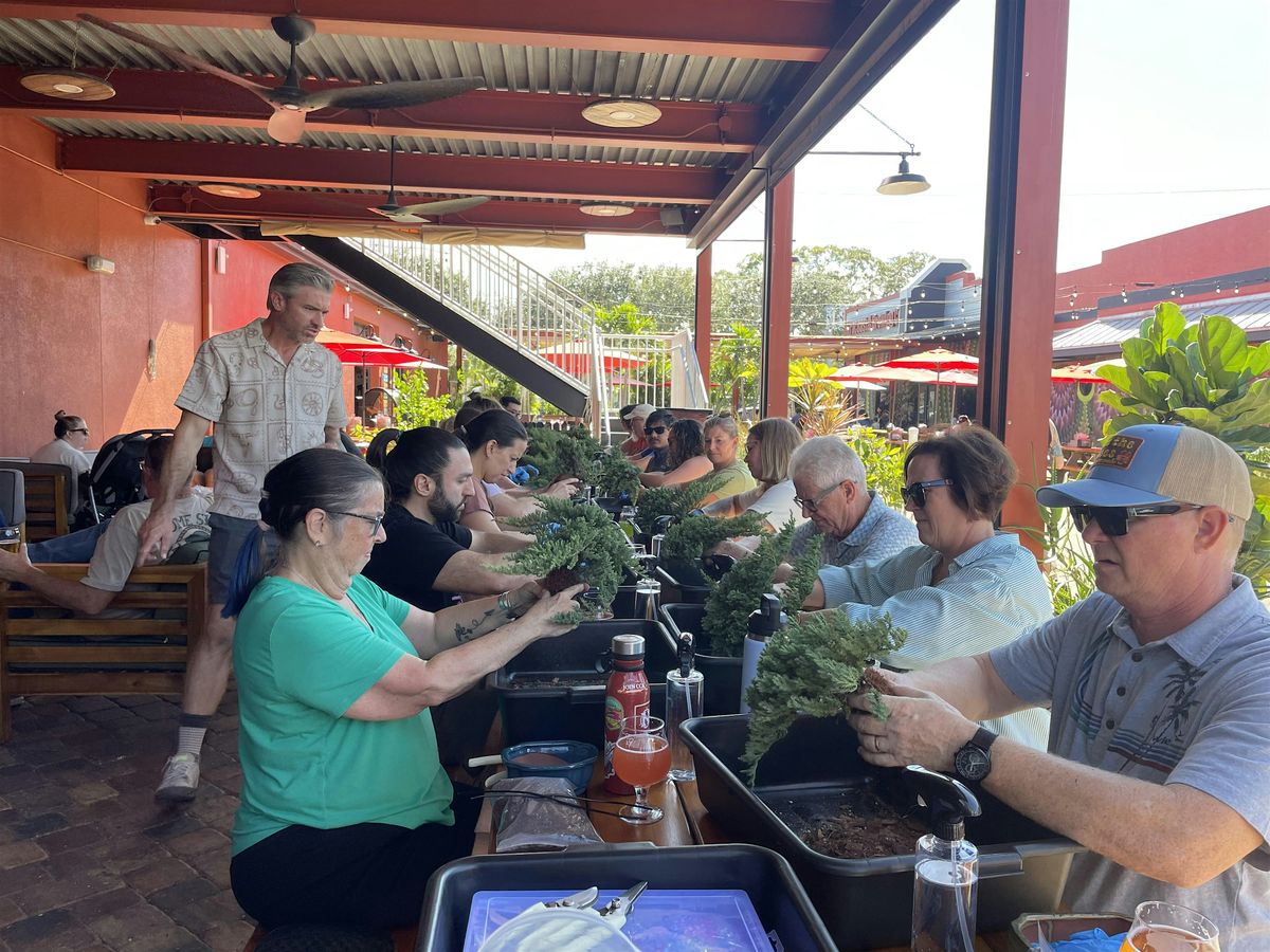 Bonsai & Cheers -Forward\/Slash - L&J Nursery - Ficus Microcarpa Bonsai