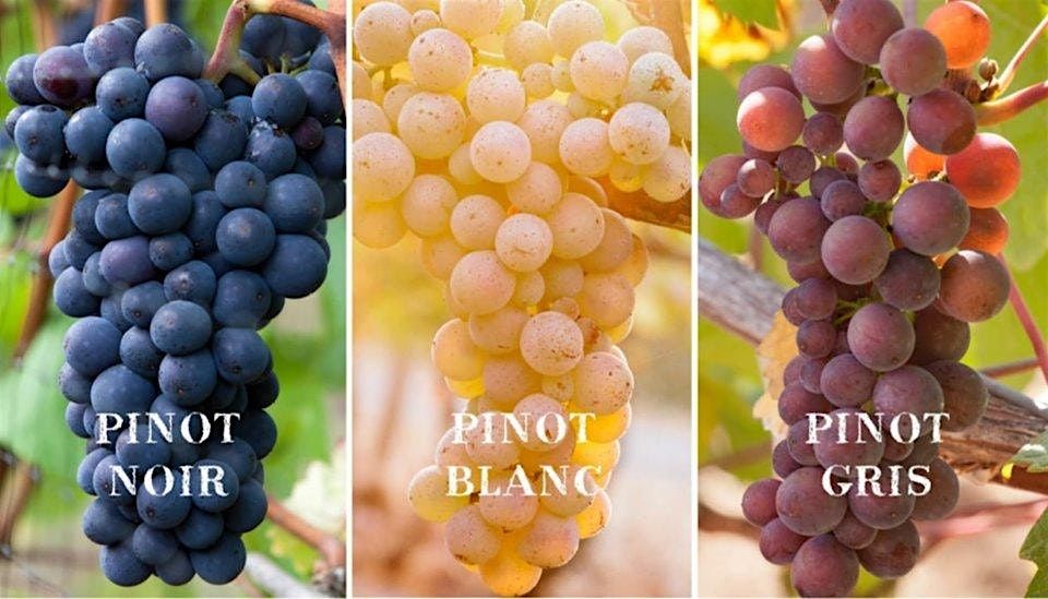 Class in a Glass of Pinot - Wine Comparative Tasting - Explore Series