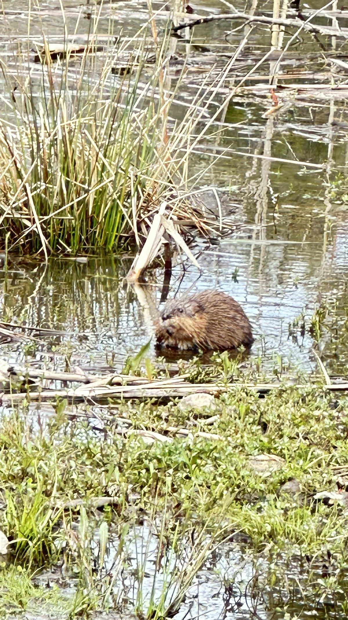 Introduction to Beaver Trapping; A Multi-Season Approach - Brewer