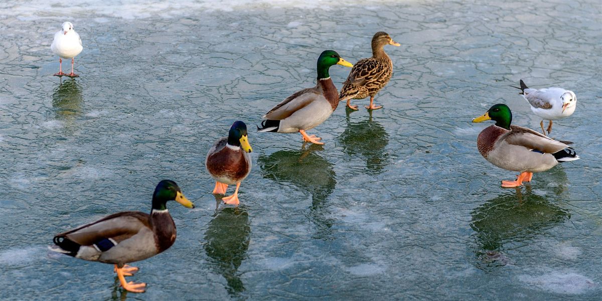Feathers in Frost (Adults & Ages 8+)