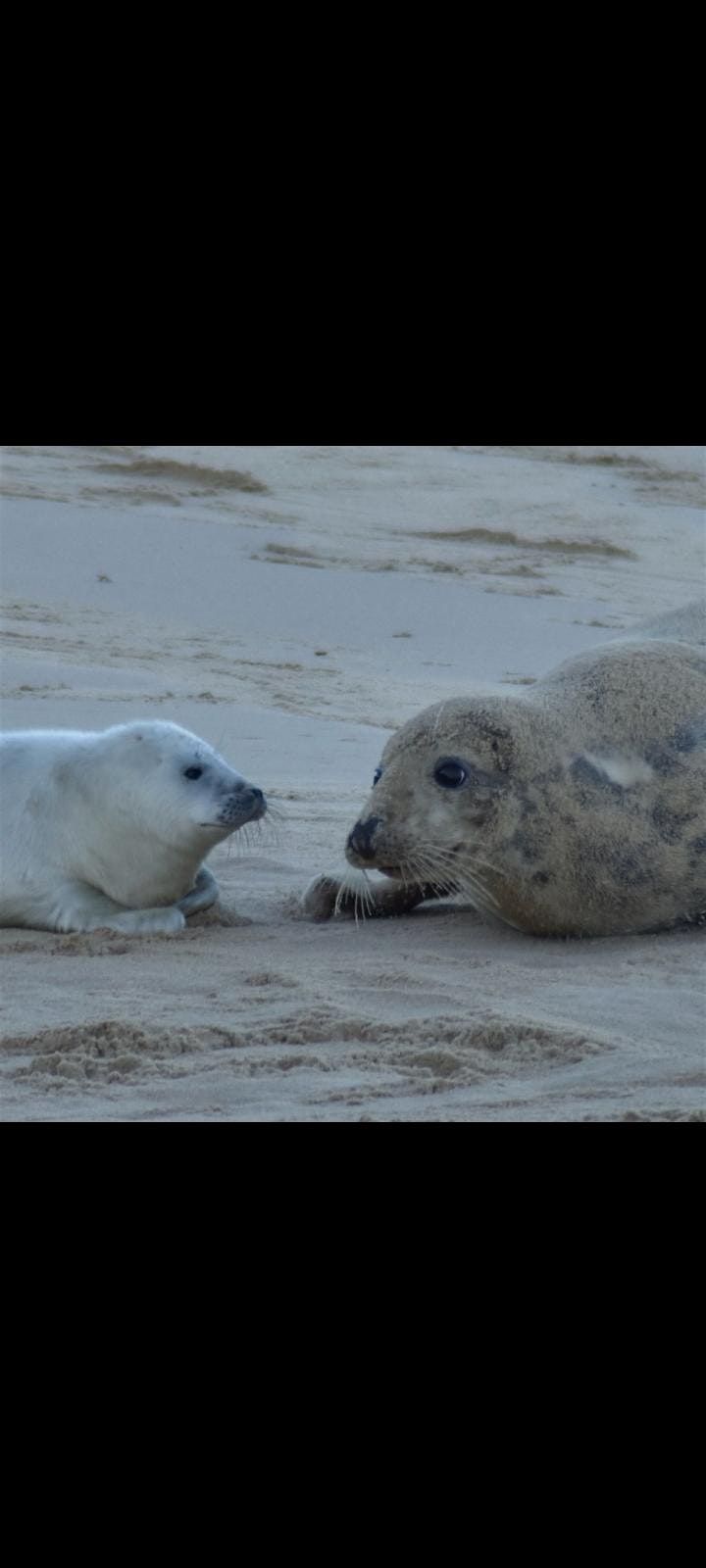 Baby Seals Hike Day Trip Our most Popular Event on Meetup.com at E151DE ...