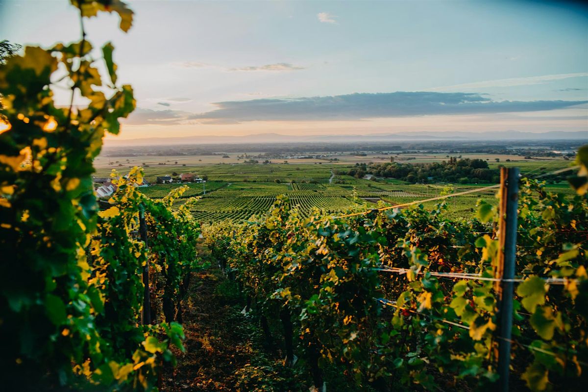 World of Wine Tasting: Alsace