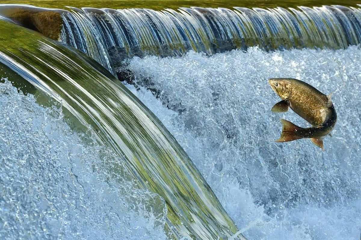 Salmon Watch - Nov 4 @ North Mountain Park