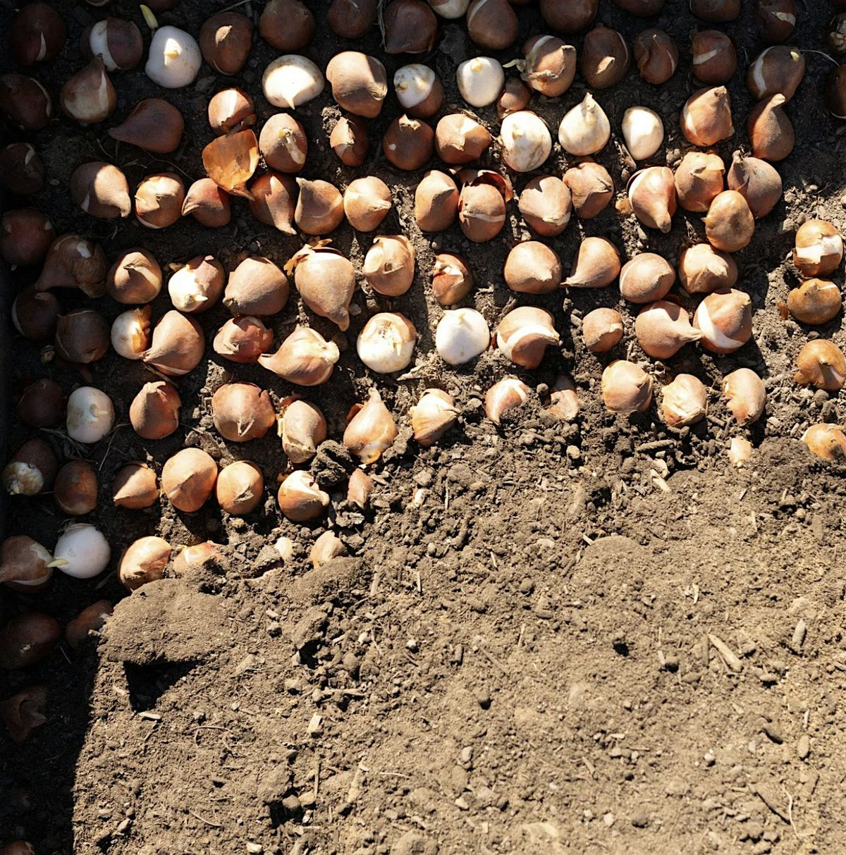 Fall Planting Workshop