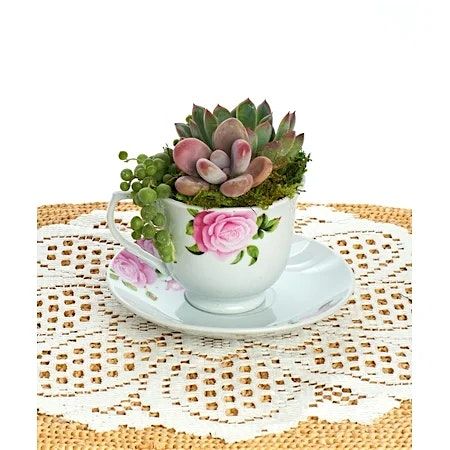 Tea Cup Terrarium at Solaire Social