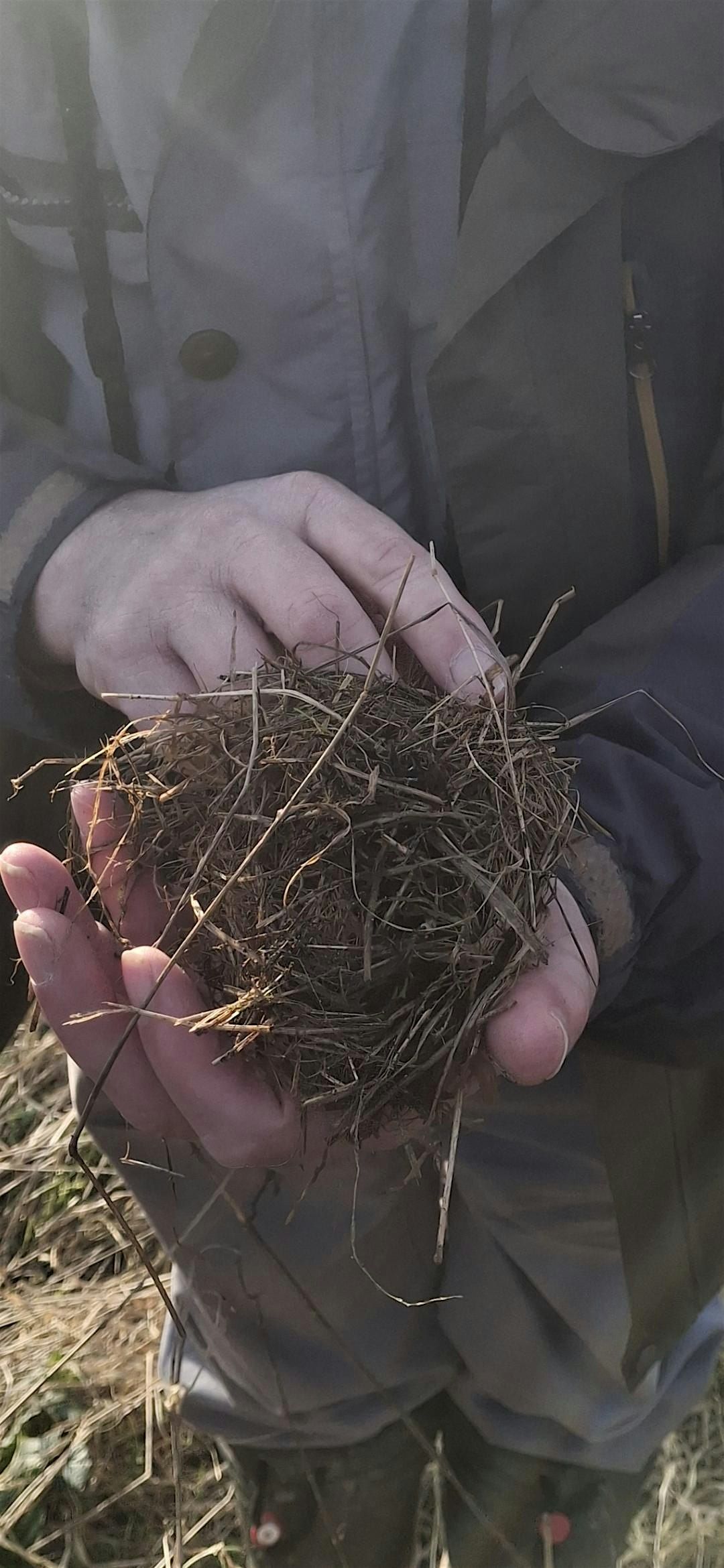 Harvest Mouse Nest Survey - Lunt Meadows