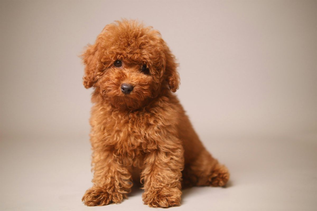 Puppy Yoga with Toy and Teacup Poodles from Europe! Miami