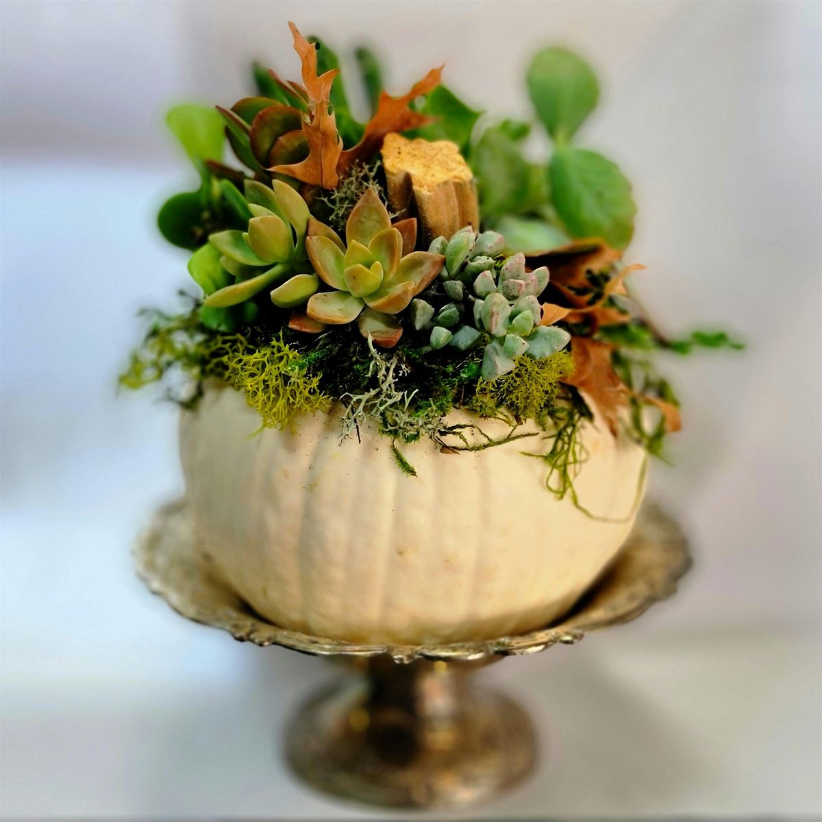 Pumpkins & Succulents Fall Workshop at the Cherry Road Winery