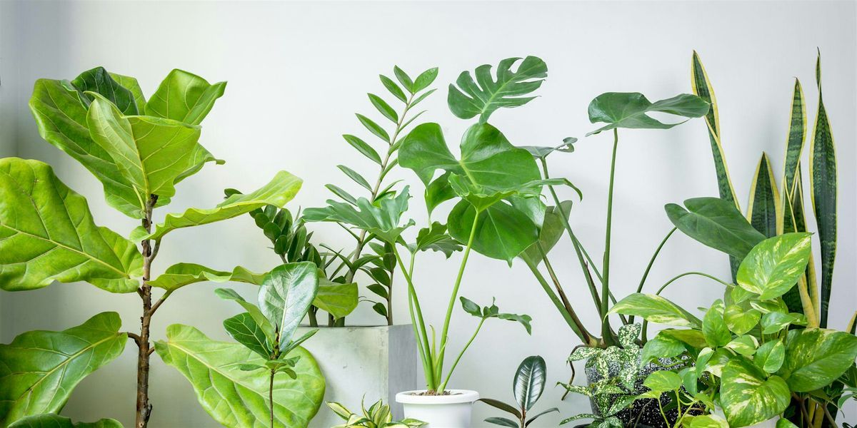 Houseplants 101 (FREE EVENT)