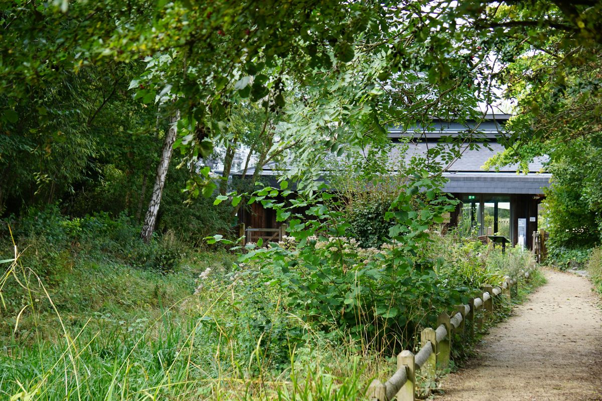 London Rivers Week: History & Ecology of Camley Street Natural Park