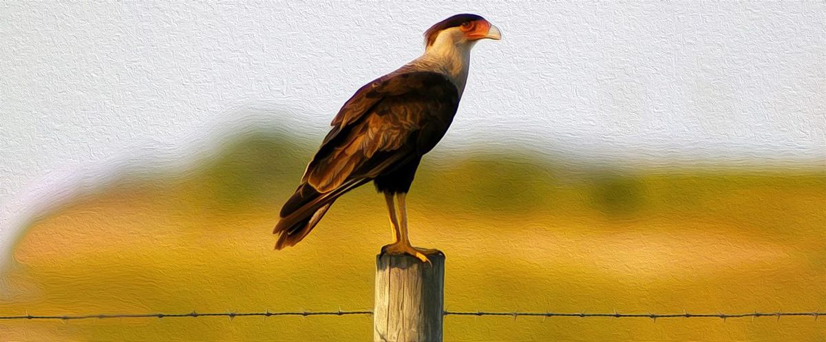 FIELD TRIP: Kissimmee Prairie Preserve State Park