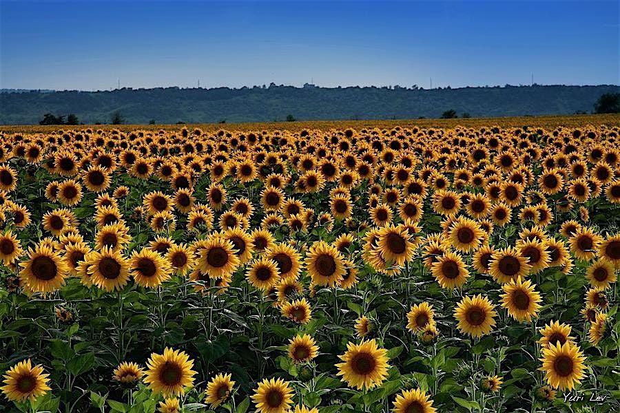 Ensemble Cherubim -Los Angeles Choral Concert