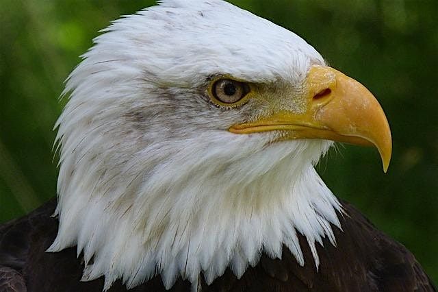 Virtual BSA: Bird Study