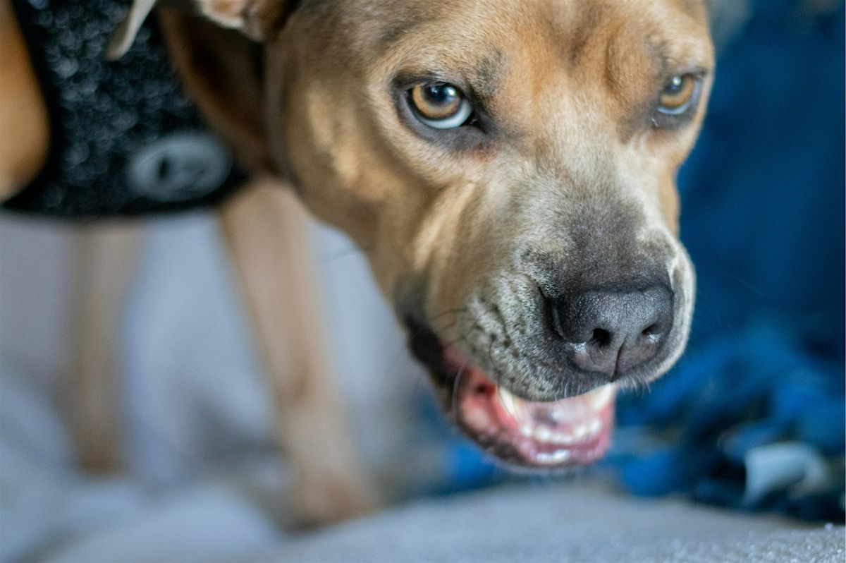 Understanding Possessive Behaviour in Dogs Talk
