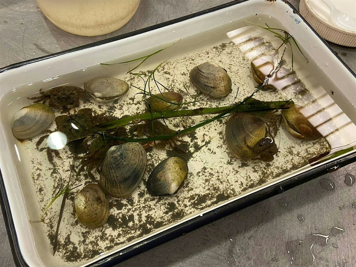 Clams: Mini Explorers (ages 3-5)