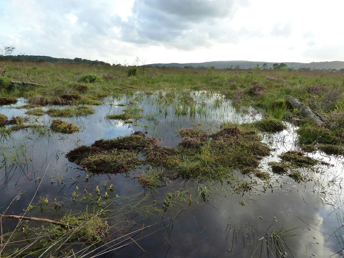 Member-only: winter wildlife at Meathop Moss Nature Reserve