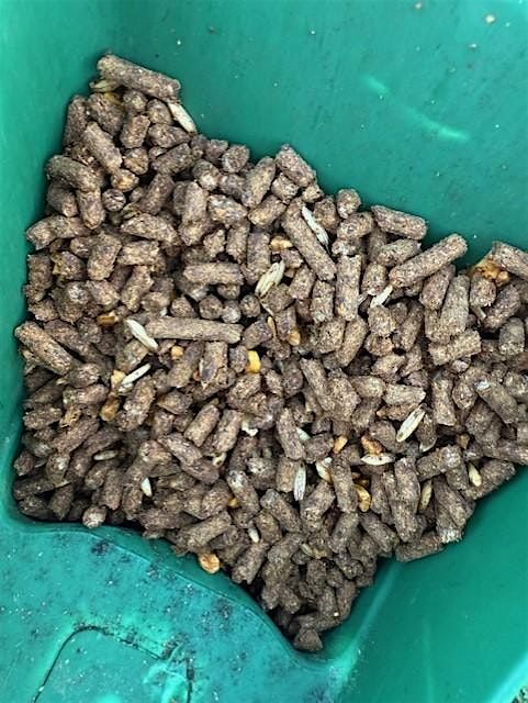 Equine Forages, Feeds, and Supplements
