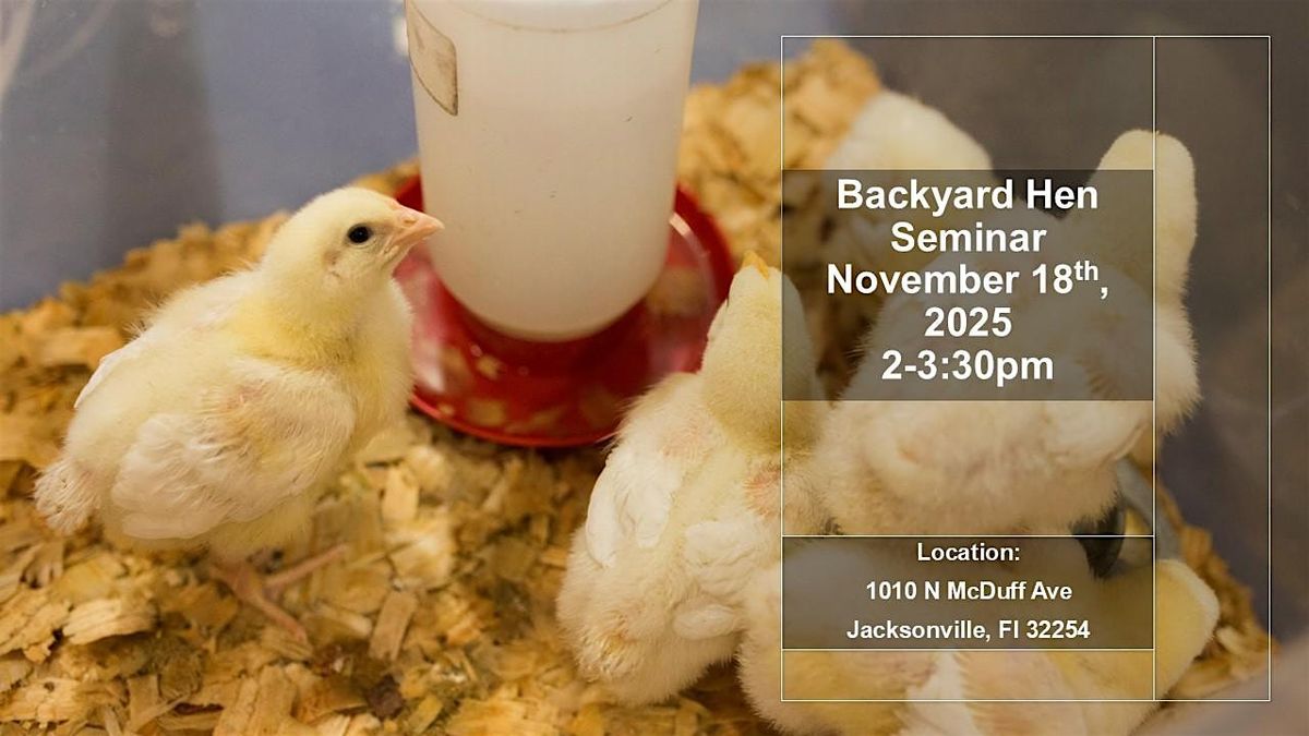 November Backyard Hen Training