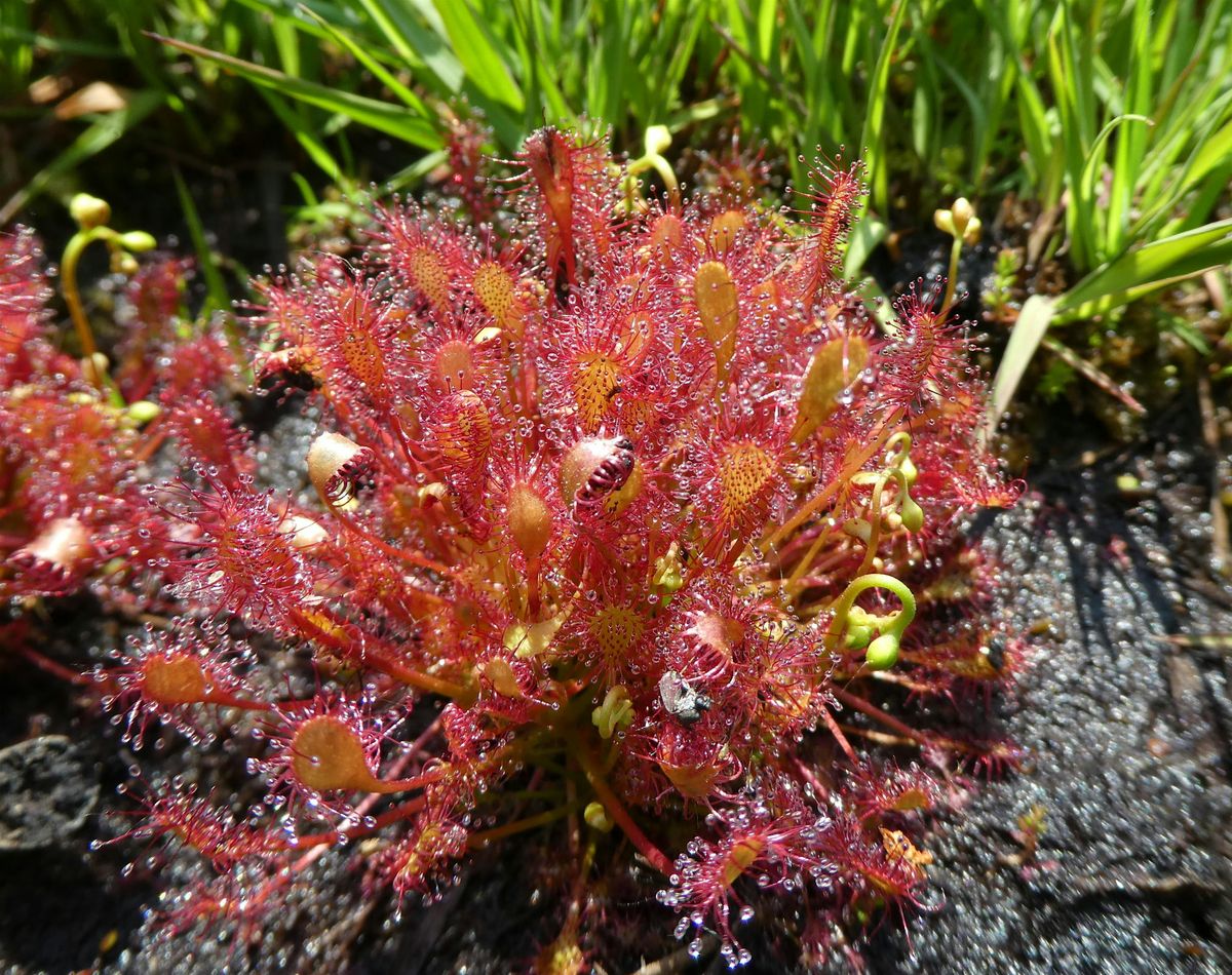 Local Volunteer Event:  The Sundews of Bursledon Common
