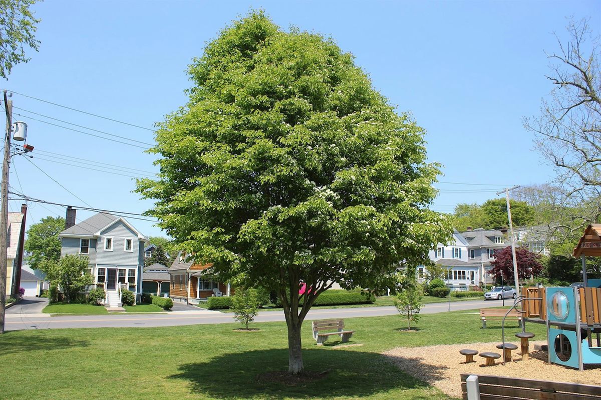 Free Tree Walk: Morton Park