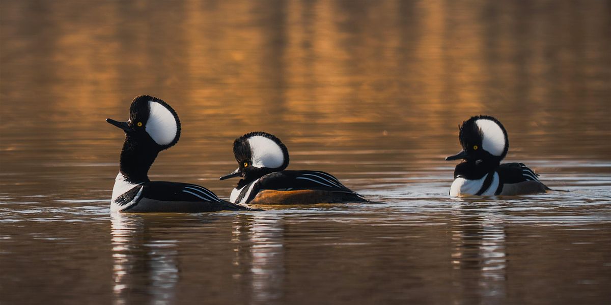 Duck Duck Goose in the Emerald Necklace