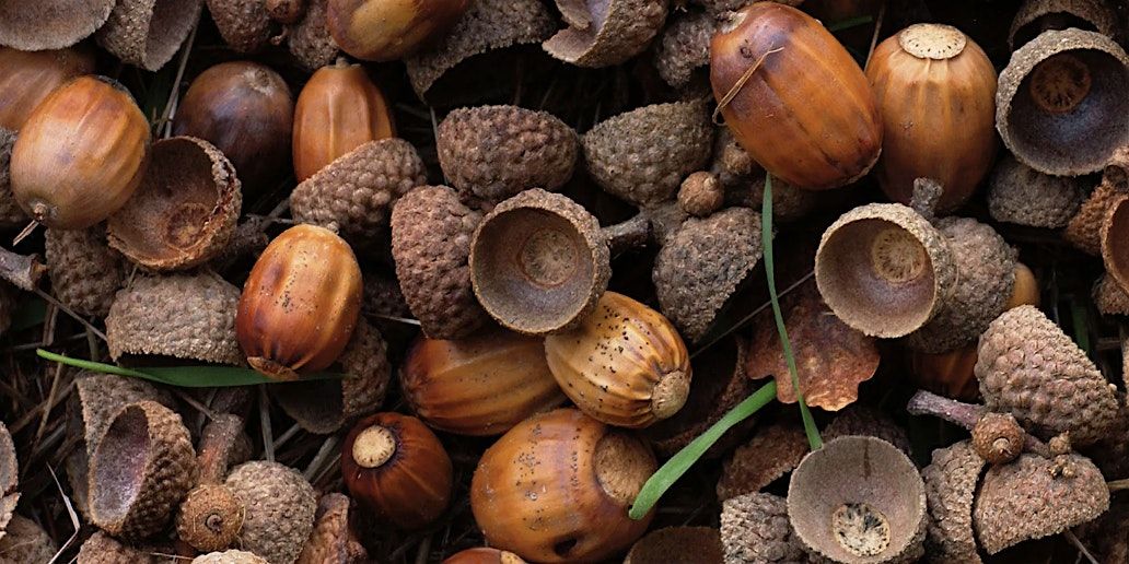 Hays Woods Ranger Guided Hike- Foraging Part II